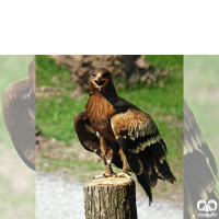 گونه عقاب صحرایی Aquila nipalensis